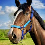 Coprinaso per cavallo personalizzato in tessuto morbido multicolore con testo ricamato accessori equestri regalo di compleanno per amanti dei cavalli