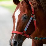Coprinaso per cavallo personalizzato in tessuto morbido multicolore con testo ricamato accessori equestri regalo di compleanno per amanti dei cavalli