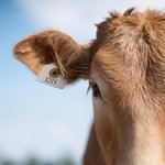 Custom Cattle Ear Tag Cow Calf Tags