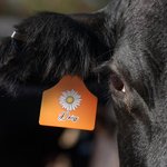 Custom Cattle Ear Tag Cow Calf Tags