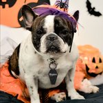 Personalized Acrylic Gothic Pet Dog ID Name Tag Pet Halloween Costume Set of 2