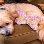 Personalized Embroidered Dog Toy with Name & Paw