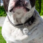 Individuelle Haustier-Informationen Anti-Verlust-Schlüsselanhänger