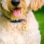 Individuelle Haustier-Informationen Anti-Verlust-Schlüsselanhänger