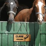 Personalisiertes lasergraviertes Namensschild aus Holz mit Pferd