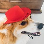 Sombrero de vaquero para mascotas con texto bordado personalizado