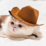 Sombrero de vaquero para mascotas con texto bordado personalizado