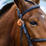 Personnalisé Étiquette d'identification Cheval Équestre