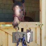 Personalized Painted Horse Face Wooden Leash Holder Horse Lover Gift