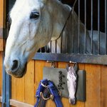 Personalized Painted Horse Face Wooden Leash Holder Horse Lover Gift