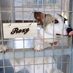 Personalized Pet Crate Sign