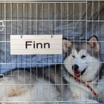 Personalized Pet Crate Sign