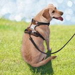 Harnais de poitrine pour chien en cuir de vachette respirant et réglable, gilet pour chien personnalisé