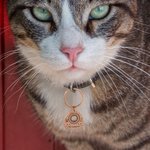 Personalized Ouija Planchette Pet ID Tag Collar Tag Engraved with Pet Name for Small Cat Dog Halloween Christmas