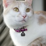 Personalized Ouija Planchette Pet ID Tag Collar Tag Engraved with Pet Name for Small Cat Dog Halloween Christmas