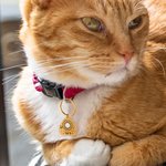 Personalized Ouija Planchette Pet ID Tag Collar Tag Engraved with Pet Name for Small Cat Dog Halloween Christmas