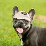 Personalised 2 Pieces Matching Pet and Owner Baseball Cap Sport Hats for Outdoor Sports Dog Dad and Dog Mom Gift