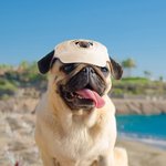 Casquettes de sport personnalisées à la mode pour chiens, parents et enfants, avec sangle ajustable et trous d'oreille