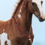 Collar personalizado con campanas y texto grabado Accesorio para caballos Regalo para amantes de los caballos Ecuestre