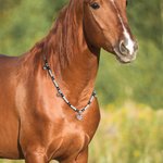 Collar personalizado con campanas y texto grabado Accesorio para caballos Regalo para amantes de los caballos Ecuestre