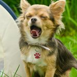 Personalized Glitter Paw Print Pet ID Tag Dog Cat Name Ornament Pet Loss Prevention Essential Gift for Pet Owner