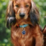 Personalized Glitter Paw Print Pet ID Tag Dog Cat Name Ornament Pet Loss Prevention Essential Gift for Pet Owner