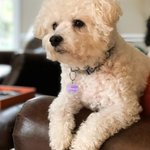 Porte-clés personnalisé en résine pour animaux de compagnie Cadeau d'anniversaire et de Noël pour les propriétaires d'animaux de compagnie