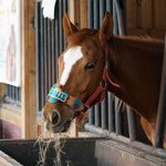 Personalised Horse Noseband with Name Leather Bridle Equipment Gift for Horse Lover Equestrian
