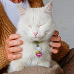 Collier d'identification Rose en acrylique avec nom et coordonnées gravés Cadeau pour le propriétaire de l'animal