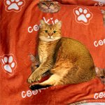 Personalized Multicolor Soft Fleece Paw Icon Blanket with 1-3 Photos Birthday Gift for Pet Lover