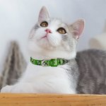Collier Réglable pour Chien Chat Boucle en Métal Accessoire Personnalisé avec Nom Cadeau de St Patrick pour les Propriétaires et Amoureux des Animaux