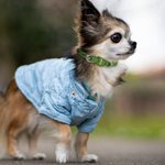 Collare per cani regolabile personalizzato multicolore con motivo a zampa di cuore e testo per chi ama gli animali domestici