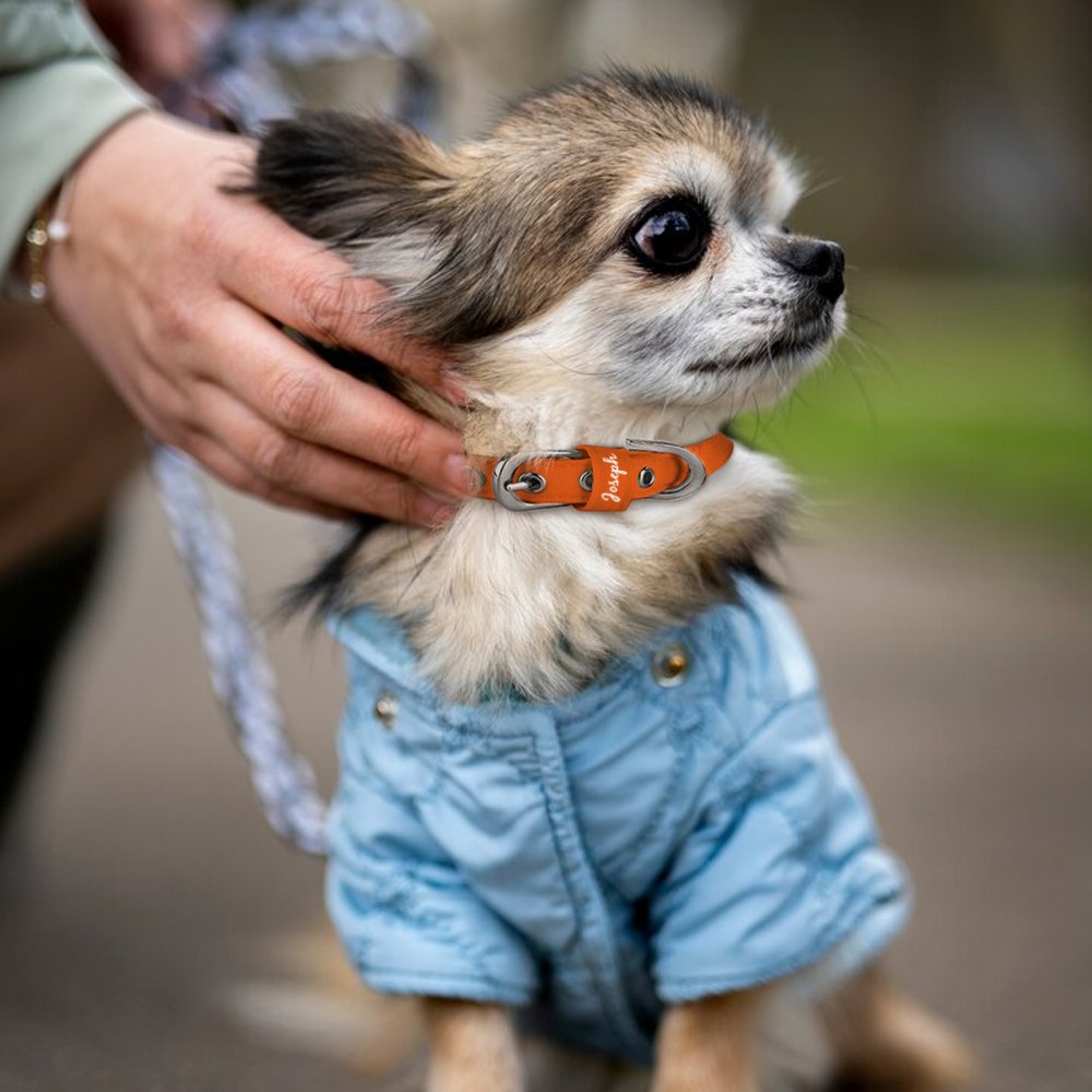 Collare per cani regolabile personalizzato multicolore con motivo a zampa di cuore e testo