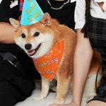 Personalised Multicolour Birthday Girl Boy Pet Bandana Love For My with Dog Name Birthday Party Gift for Pet Lover