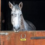 Placa personalizada en 3D con forma de herradura para la puerta del establo Regalo para granjeros amantes de los caballos