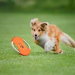 Personalizzato Cane carino con stampa a zampa Modello impermeabile per cani Disco volante per cani all'aperto con nome Regalo di compleanno per l'aman
