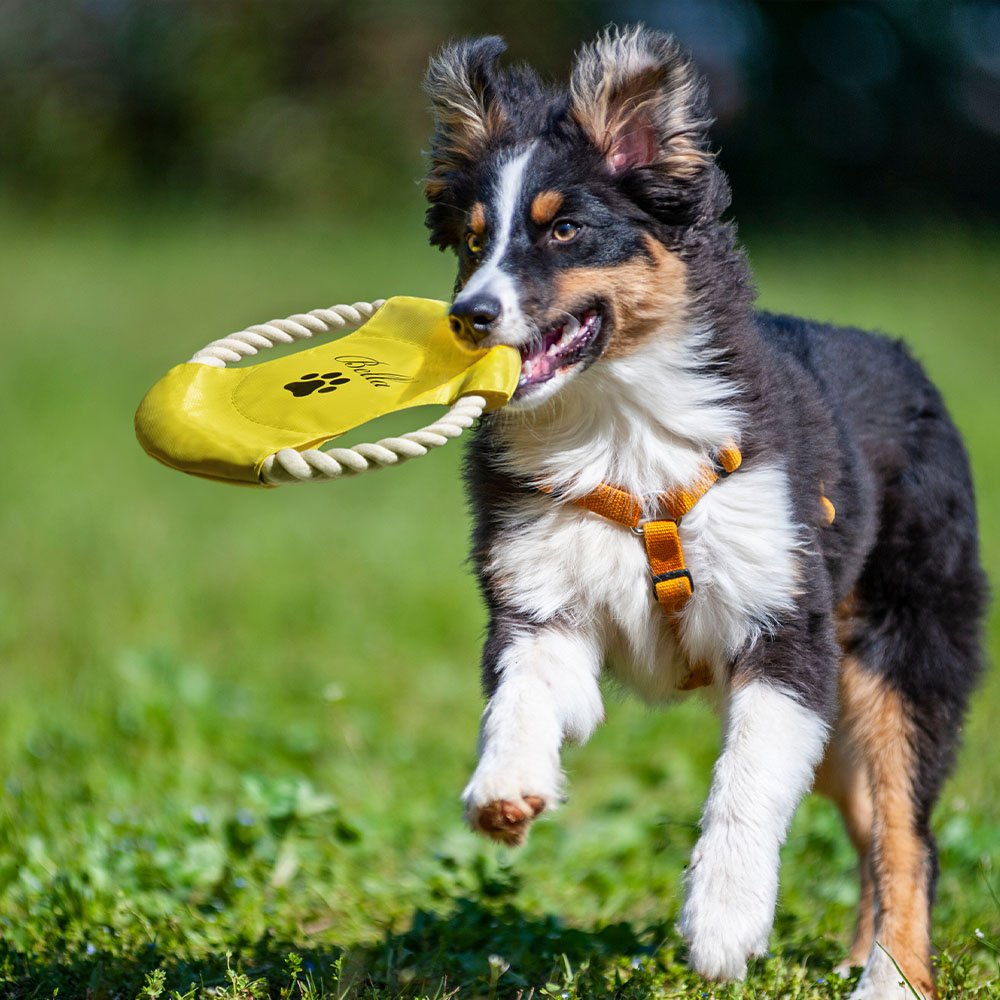 Frisbee personalizzato e sicuro per cane con stampa a zampa, disco volante per cani all'aperto con nome, regalo di compleanno per l'amante degli animali