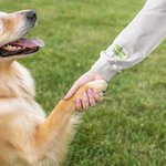 Sweat-shirt à capuche brodé avec le nom de l'animal de compagnie Cadeau pour l'amoureux de l'animal de compagnie