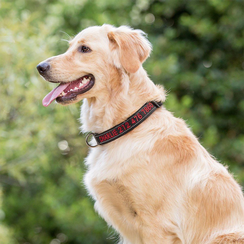 Un collare personalizzato per cani con il nome e il numero di telefono del proprietario, ragolabile e robusto. Ci sono tre dimensioni e molti colori tra cui scegliere.