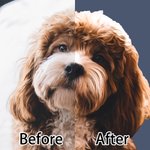 Personalisierte Ölmalerei Stil Haustier Portrait Foto 100% Baumwolle Waffel Geschirrtuch Geburtstag Jahrestag Geschenk für Tierliebhaber