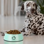 Personalised Double Detachable Pet Bowl with Dog Cat Ear Outline Name Birthday Gift for Pet Lover