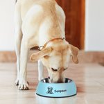 Personalized 2 in 1 Non-slip Outline Portrait Dog Food Water Bowl with Name Food-grade Stainless Steel Feeding Supplies Gift for Pet Lovers