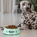 Bol de Chats Chiens Personnalisé avec Nom Motif 2 en 1 Anti-dérapage Bol en Acier Inoxydable de Qualité Alimentaire Cadeau pour Amoureux des Animaux
