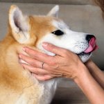 Personalized Sterling Silver Dog Bone Paw Print Ring with Engraved Name Birthday Gift for Cat Dog Pet Lover