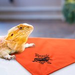 Gepersonaliseerde Baardagaam Zachte Warme Deken met Geborduurde Naam Reptielen Tank Accessoires voor Habitat Cadeau voor Hagedisliefhebber
