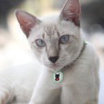 Personalized Multicolour Pet Medical Alert ID Tag with Text and Number Dog Cat Special Needs Birthday Gift for Pet Lovers