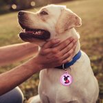 Personalized Multicolour Pet Medical Alert ID Tag with Text and Number Dog Cat Special Needs Birthday Gift for Pet Lovers