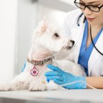 Personalized Multicolour Pet Medical Alert ID Tag with Text and Number Dog Cat Special Needs Birthday Gift for Pet Lovers