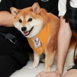 Personalized Multicolour Pet Portrait Photo Soft Pet Bandana with Name and Adjustable Buckle Birthday Pet Wear Gift for Pet Lover