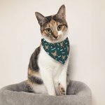 Personalised Multi-color Pet Portrait Reversible Bandana with Adjustable Buckle and Name Birthday Pet Wear Gift for Dog Cat Pet Lovers